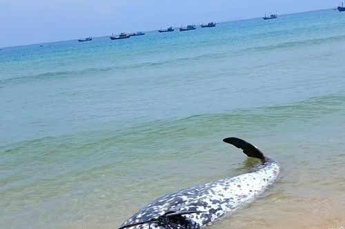 Cá voi mắc cạn rồi chết ở vùng biển Gia Lai là cá voi mõm khoằm Cuvier