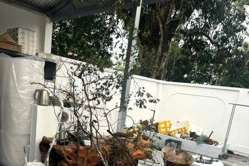 Xử lý 8 vụ, 8 đối tượng về hành vi khai thác, tàng trữ trái phép cây muội hồng