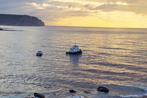 Australia: Dư luận lo ngại nguy cơ thu hút cá mập từ việc xử lý xác cá nhà táng khổng lồ