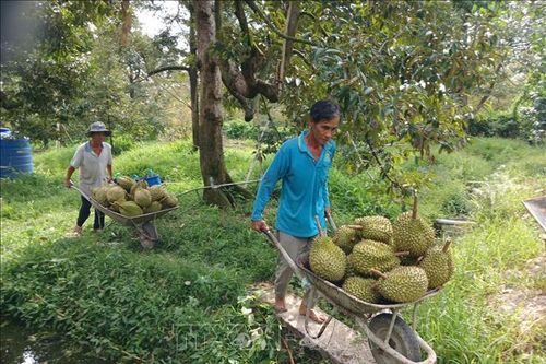 Khơi thông xuất khẩu sầu riêng từ vùng trồng đến phòng kiểm nghiệm