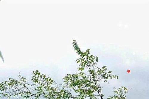 Xử lý nghiêm các hành vi khai thác, vận chuyển, mua bán cây muội hồng trái phép