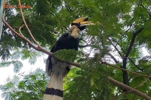 Chim hồng hoàng cực quý xuất hiện TP HCM