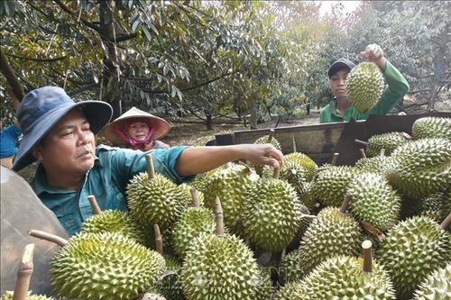 Chuẩn hóa sản xuất, nâng tầm thương hiệu sầu riêng Việt