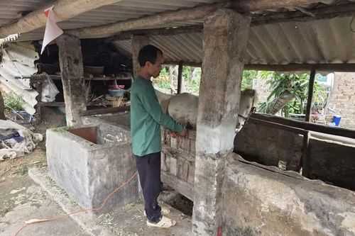 Truy bắt thành công đối tượng trộm ngựa bạch