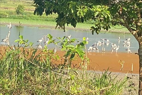 Thông tin đàn sếu cổ đen quý hiếm ở đầm La Băng thực chất chỉ là cò nhạn
