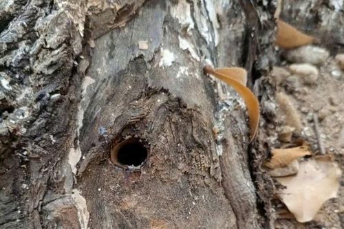 Phát hiện nhiều cây xanh đô thị bị khoan lỗ, nghi bị xâm hại