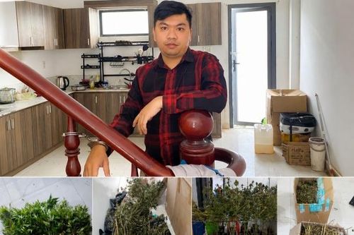Vĩnh Long: Thu giữ hàng trăm cây cần sa được trồng trong chậu