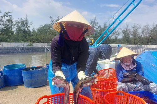 Nuôi cá lóc công nghệ cao