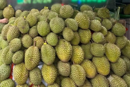Giá sầu riêng bật tăng cuối vụ, nhà vườn kỳ vọng xuất khẩu khởi sắc