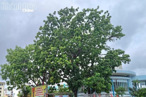 Những bóng cây cổ thụ