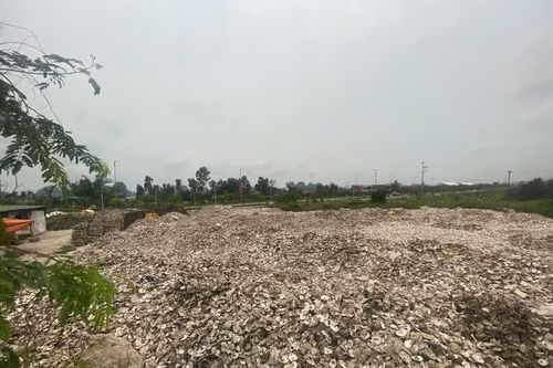 Khởi tố người phụ nữ đổ 324.500 kg vỏ hàu ra môi trường