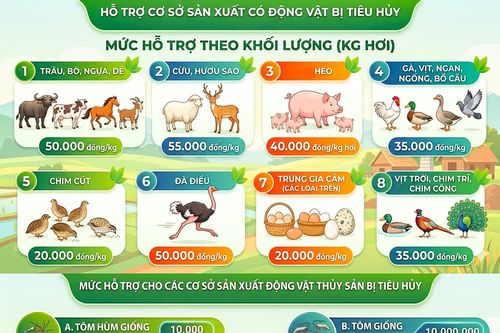 Triển khai chính sách hỗ trợ khắc phục dịch bệnh động vật