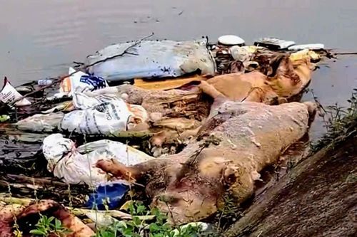 Thanh Hóa: Xử lý nghiêm vi phạm pháp luật về dịch bệnh động vật và an toàn thực phẩm