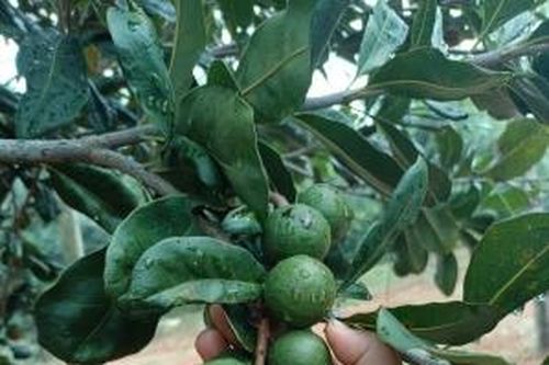 Lâm Đồng nâng cao chất lượng sản xuất mắc ca