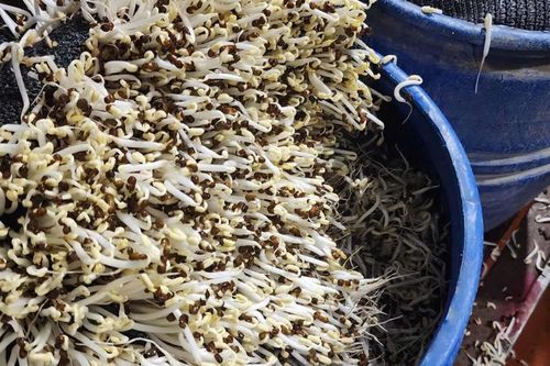 Khởi tố 3 chủ cơ sở dùng hóa chất sản xuất gần 1.000 tấn giá đỗ
