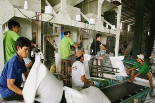 Khi tiêu chuẩn xanh trở thành tấm hộ chiếu để hạt gạo Việt vào thị trường cao cấp