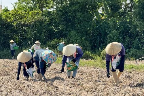 Hướng đi mới trên đồng đất Phú Hòa