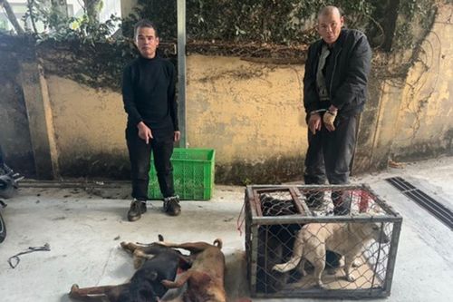 Khởi tố nhóm 'cẩu tặc'