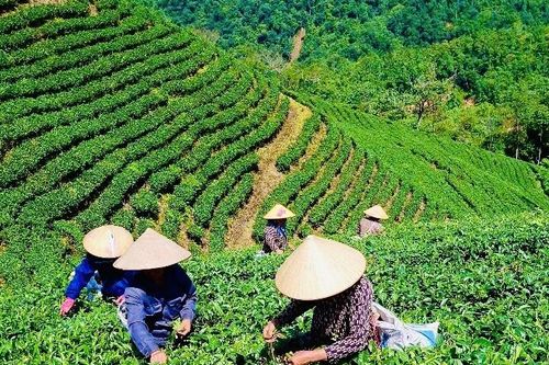 Phát triển sản xuất gắn với xây dựng thương hiệu, gia tăng giá trị sản phẩm