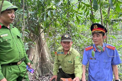 Kiểm sát khám nghiệm hiện trường, xác định 32 cây gỗ lớn bị chặt hạ