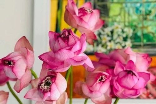 Sen - nguồn cảm hứng trong ẩm thực Việt
