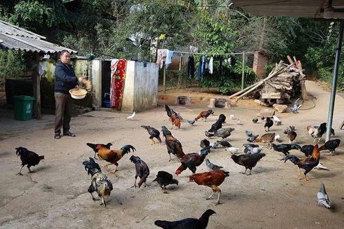 Tạo sinh kế cho đồng bào Mông thoát nghèo bền vững