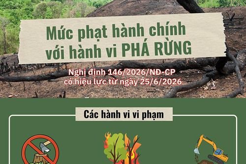 (Infographic) Mức phạt hành chính với hành vi phá rừng