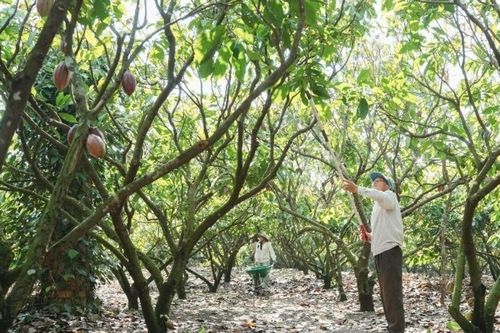 Vỏ cacao trở thành nguồn giá trị mới ở Đắk Lắk