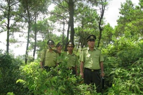 Tăng cường vai trò liên ngành trong bảo vệ rừng và đất lâm nghiệp