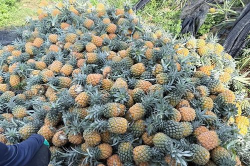 Trái cây đồng loạt rớt giá, nhà vườn và tiểu thương cùng chịu áp lực