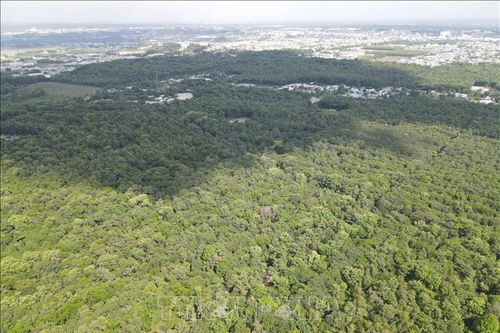 Thảm thực vật khổng lồ 205 ha - 'lá phổi xanh' cho tâm đô thị công nghiệp Đồng Nai