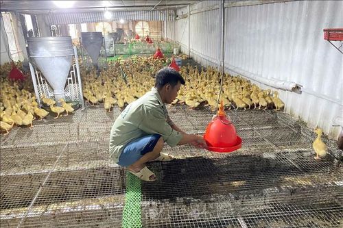 Chủ động phòng, chống nắng nóng cho cây trồng, vật nuôi