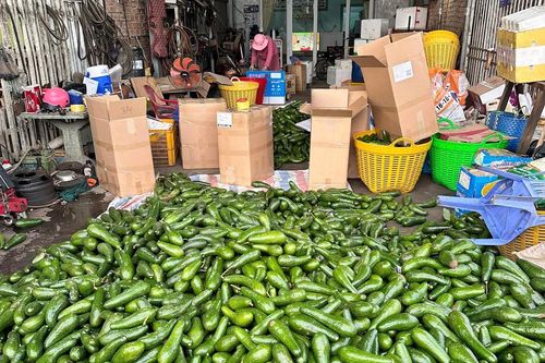 Bơ đặc sản từng 'gây sốt' nay rớt giá thê thảm