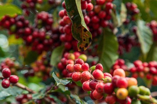 Nguồn cung thắt chặt, giá cà phê tăng gần 2.000 đồng/kg