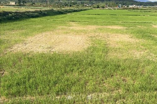 Quảng Trị chủ động ứng phó hạn mặn