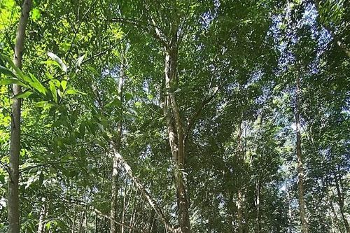 Tăng hiệu lực pháp lý trong quản lý, bảo vệ rừng