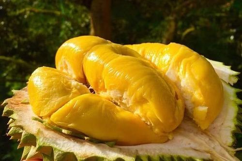 Giống sầu riêng cao cấp Musang King rớt giá kỷ lục tại vườn