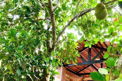 Cải tạo vườn tạp - màu xanh bắt đầu từ mỗi mái nhà