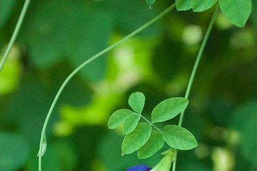 Đóa hoa thời chiến