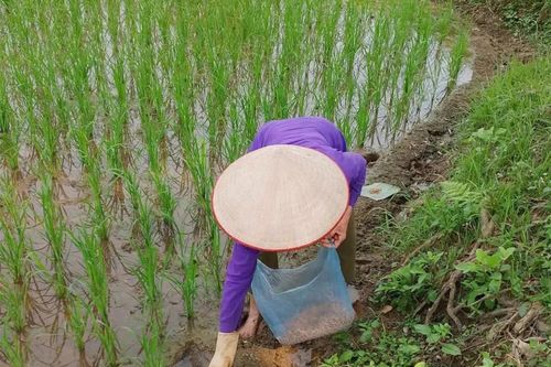 Chủ động diệt chuột để bảo vệ lúa vụ Mùa
