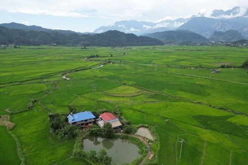 Mùa xanh trên cánh đồng Mường Than