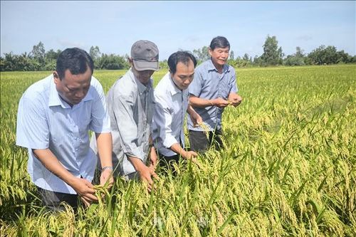 'Cầu nối' thúc đẩy sản xuất lúa chất lượng cao, phát thải thấp