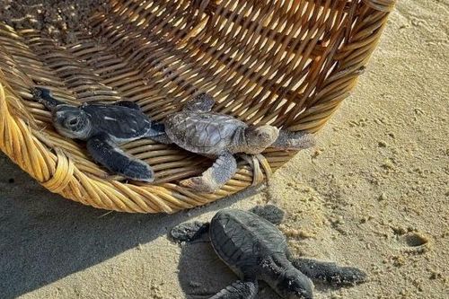 Người mẹ U70 đồng hành cùng con trên hành trình bảo tồn rùa biển