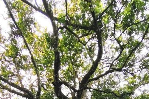 Hai cây sang trắng hơn 200 năm tuổi ở 'cổng trời' được công nhận Cây Di sản Việt Nam