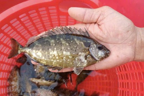 Nuôi cá kình trong ao lót bạt ở Triệu Cơ