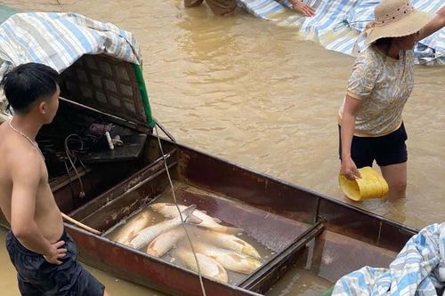 Mực nước sụt bất thường tại thủy điện Cẩm Thủy 1, gần 10 tấn cá lồng chết