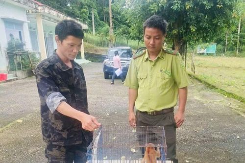 Một cá thể Cu li quý hiếm được giao nộp để thả về tự nhiên
