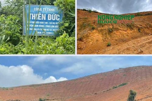 Đề nghị Công ty TNHH Thiên Đức giải tỏa diện tích đất dự án bị lấn chiếm, để trồng lại rừng