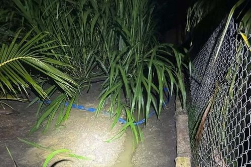 Hai anh em tử vong trong vườn dừa