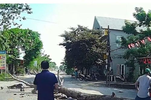 Bị cây đang cưa ven đường đổ trúng, người đi xe máy tử vong